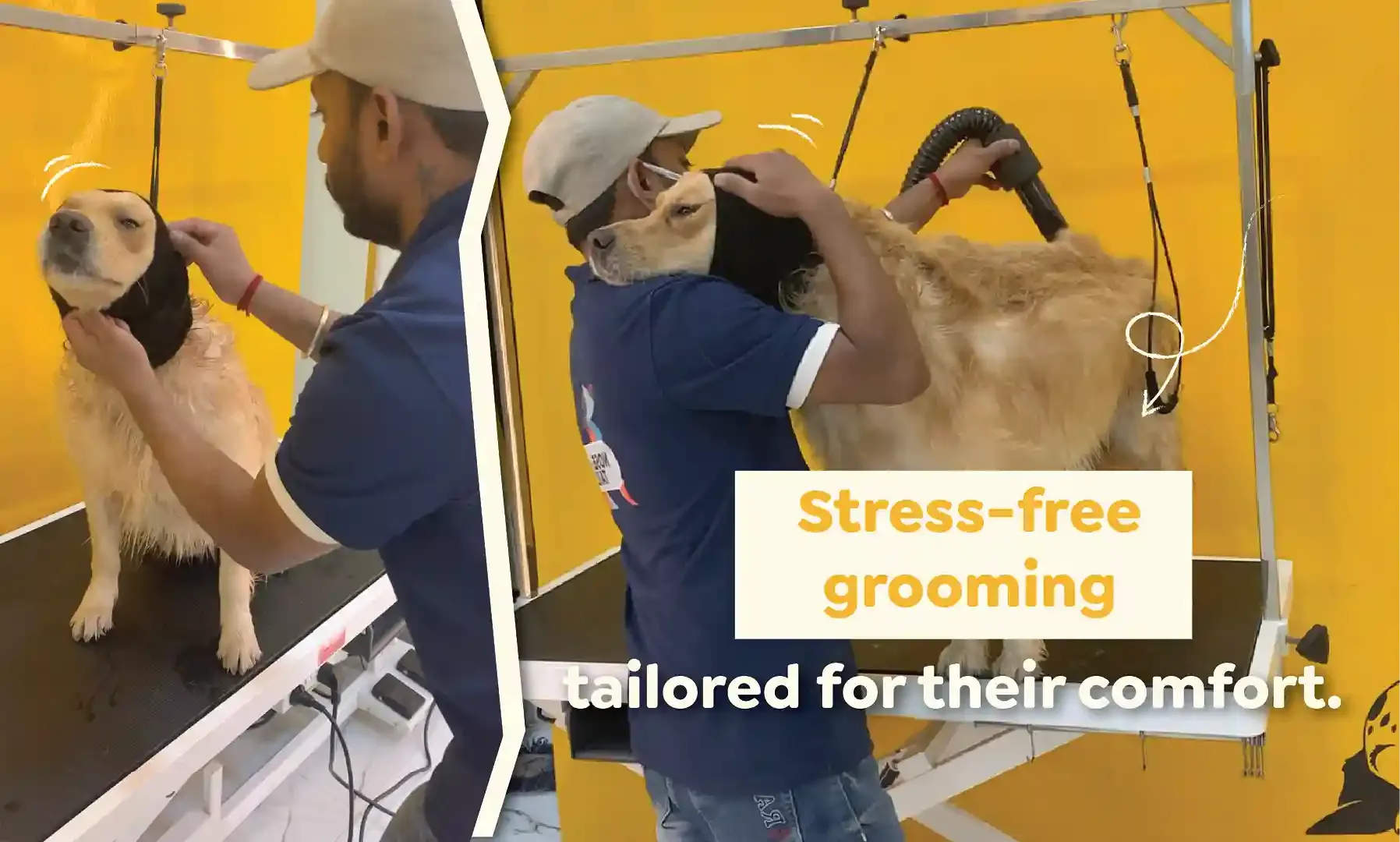 Golden retriever getting a blow dry with a hoodie to reduce noise irritation