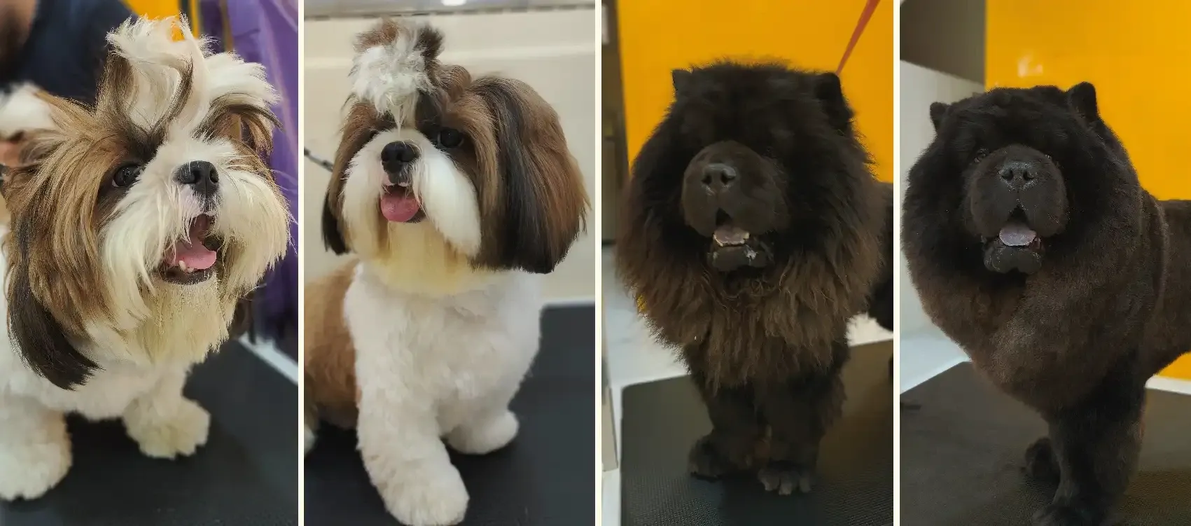 Before and After Grooming pictures of Shih Tzu and Chow Chow