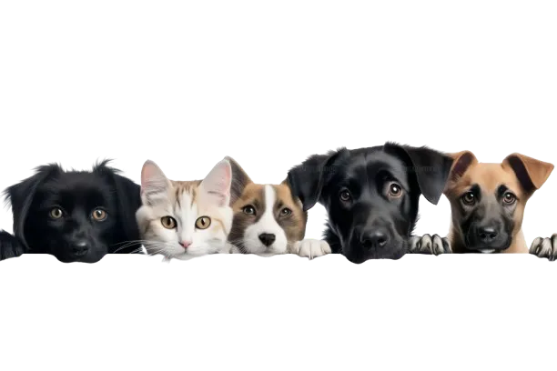 Loyalty Program Pets